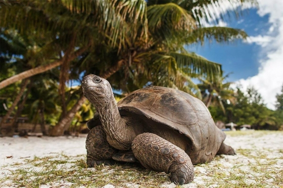 Сейшелы (seychelles.jpg) Сейшелы